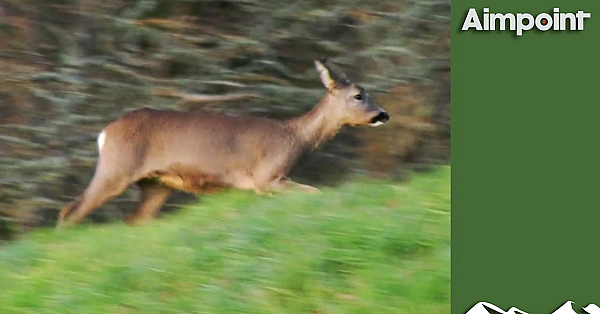 High-speed Driven Deer Hunt With Shotguns