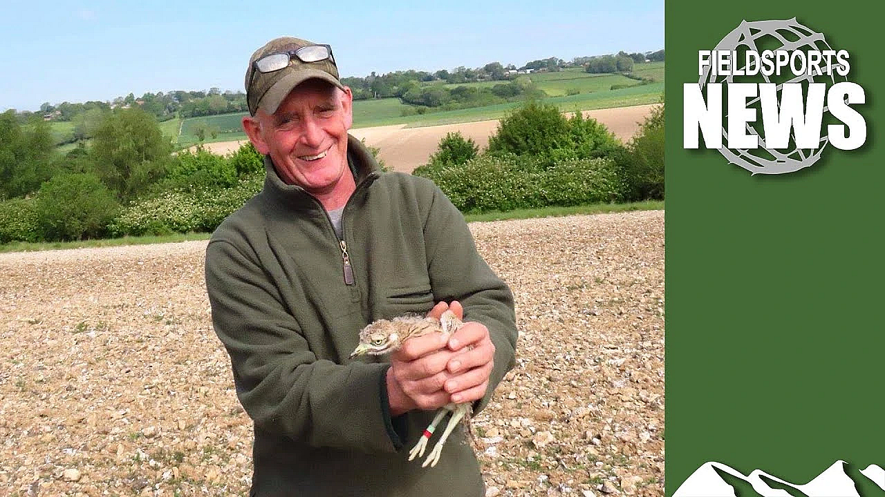 Gamekeepers Save Stone Curlews And Turtle Doves