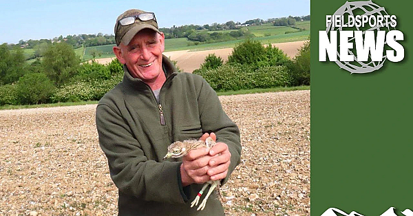 Gamekeepers Save Stone Curlews And Turtle Doves