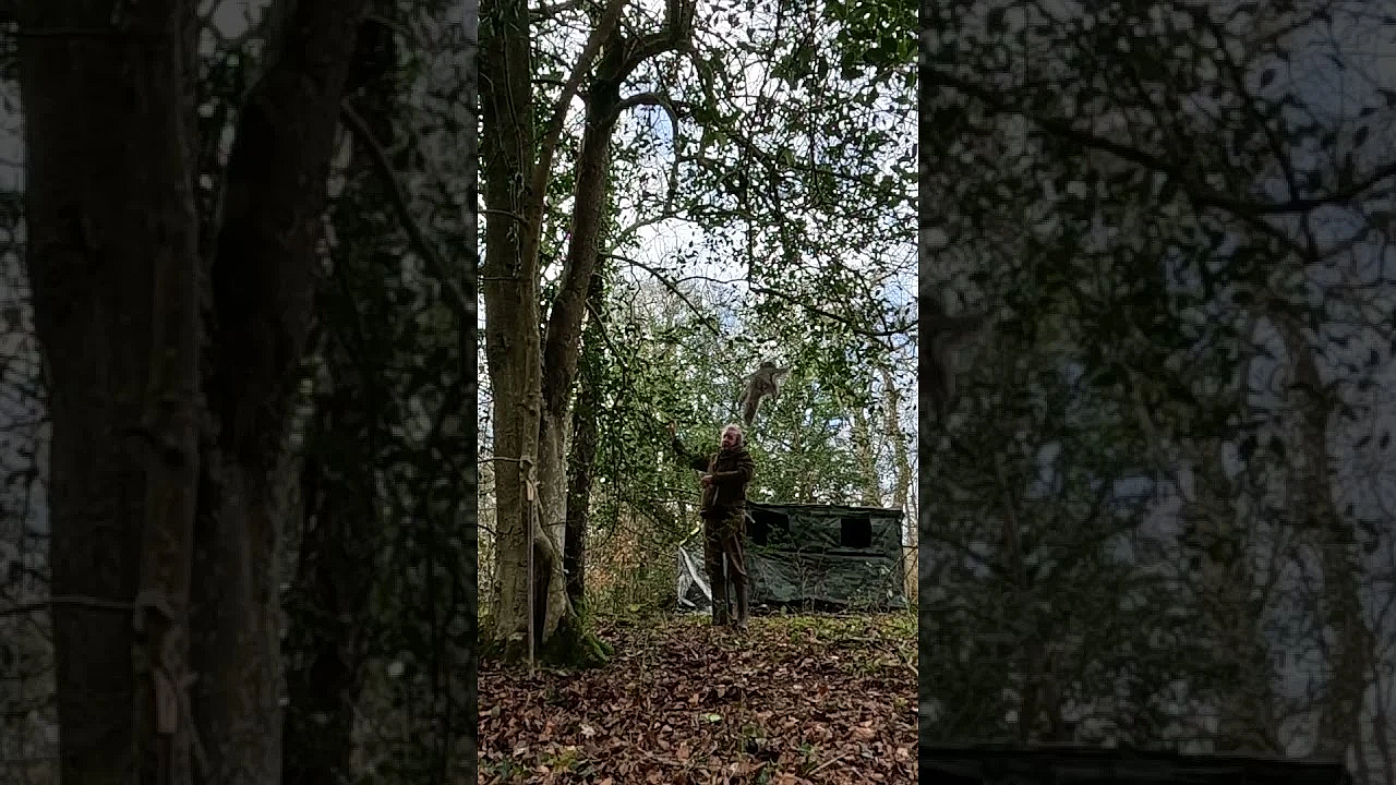 Flying Squirrels In Somerset