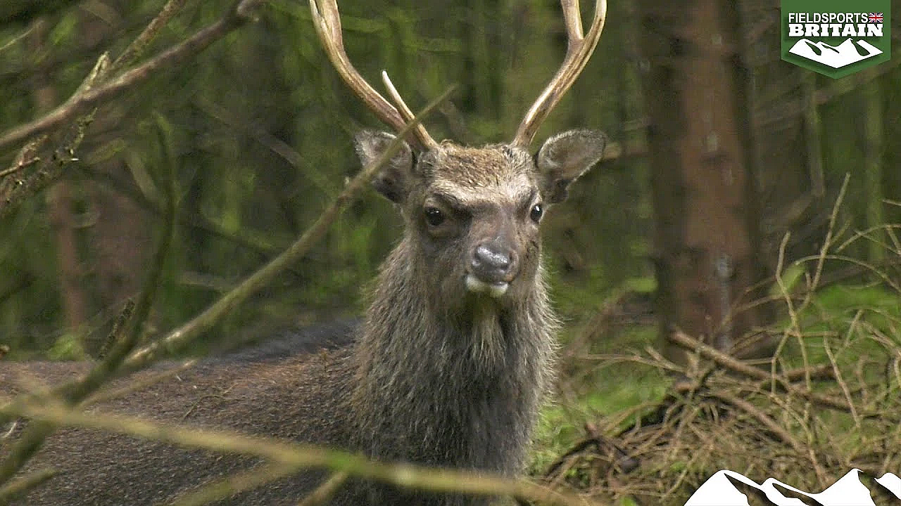 Hunting Irish Sika With Wonky Noses