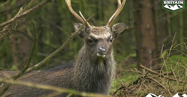 Hunting Irish Sika With Wonky Noses