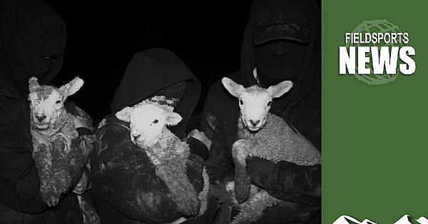 Animal Rights Extremists Release Terrorist Handbook