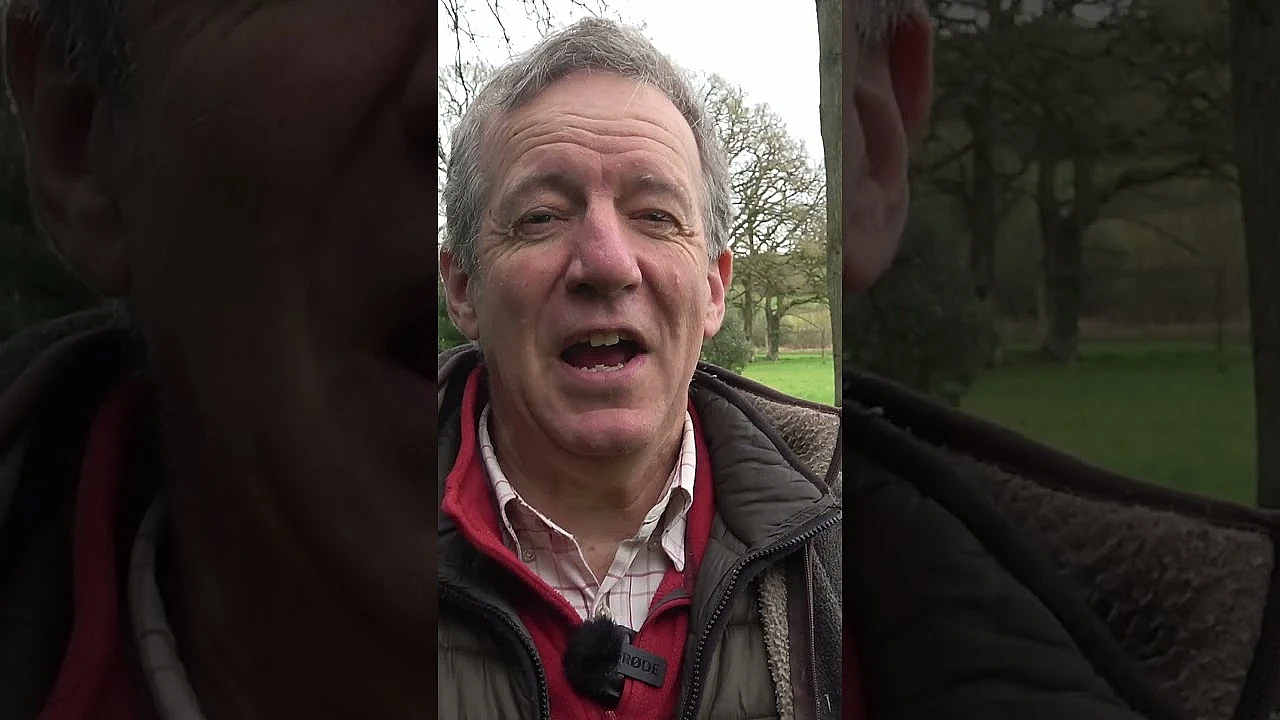 Tricky #pigeon Decoying In This Week's #fieldsportsbritain