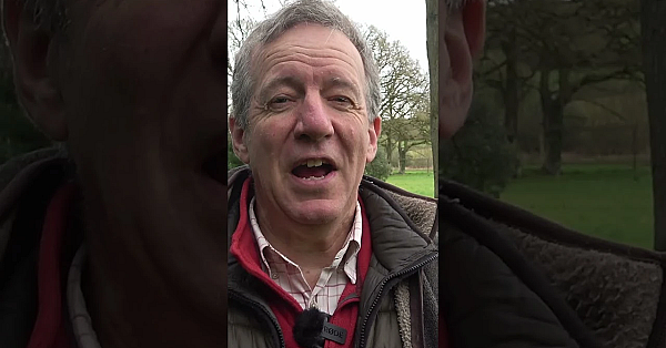 Tricky #pigeon Decoying In This Week's #fieldsportsbritain