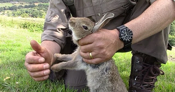 Een (ziek) konijn uit het lijden verlossen
