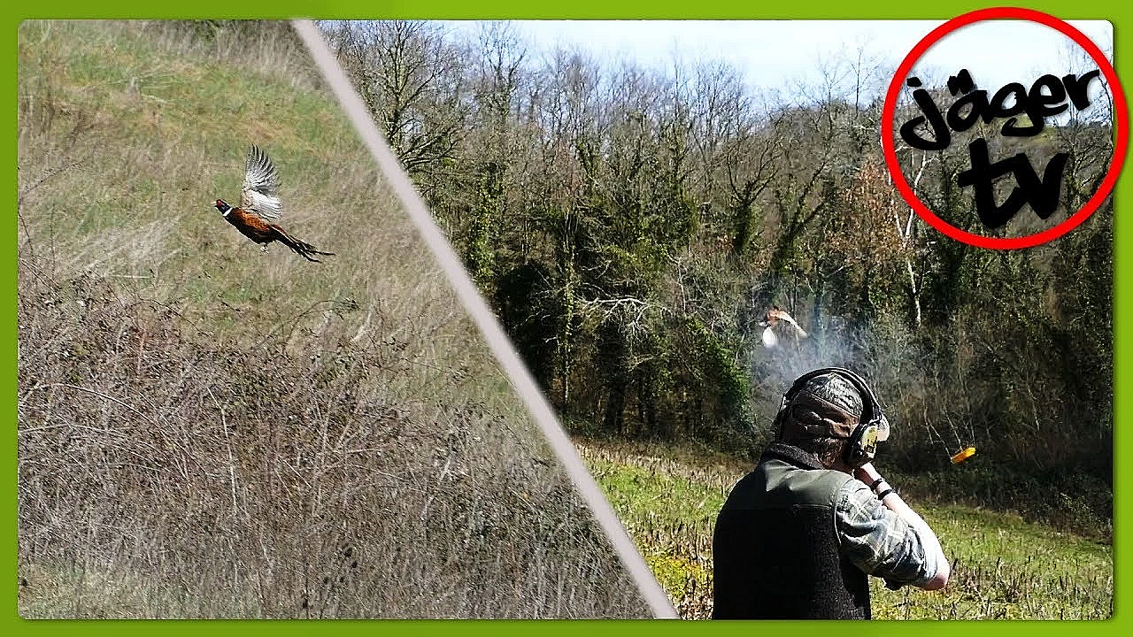 Jagen In Italien Auf Fasan