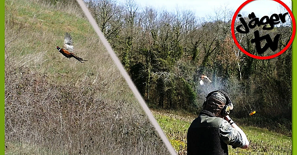 Jagen In Italien Auf Fasan