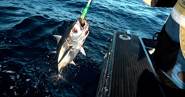Albacore Tuna Catch, Clean And Cook With Josh James And Family
