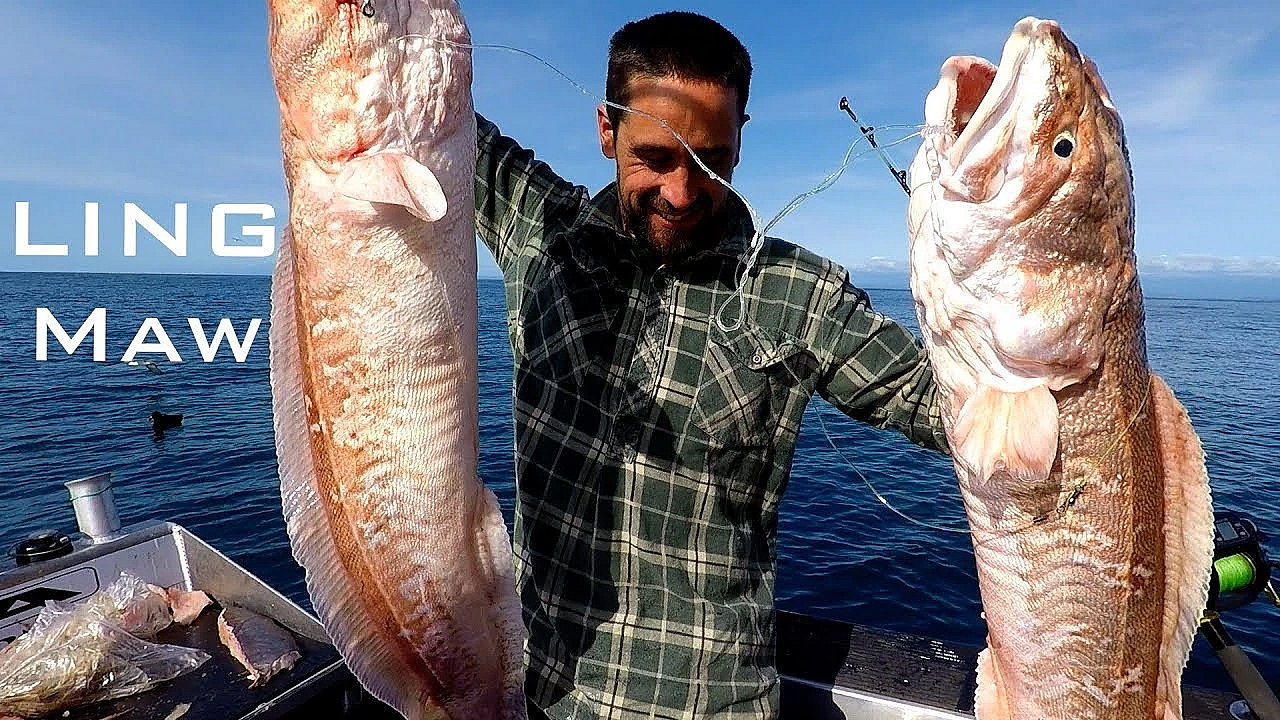 Catch N Cook - Ling Maw - Josh James Adventure Vlogs New Zealand