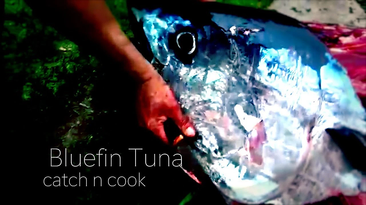 Bluefin Tuna Catch N Cook, Overnight Offshore Fishing With Josh James