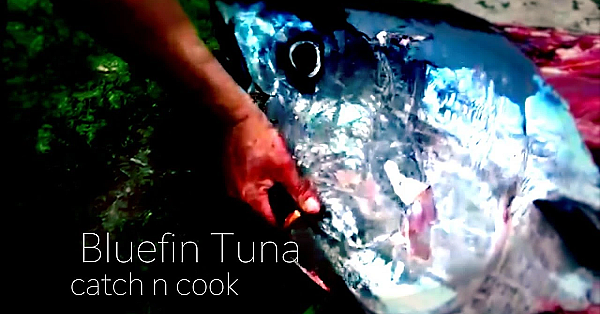 Bluefin Tuna Catch N Cook, Overnight Offshore Fishing With Josh James