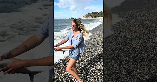 Isabel Kahawai Cheese