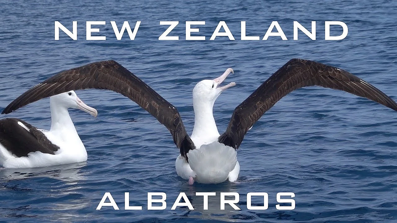 Couple Of Albatros Making Out In The Deep Blue Sea, Hokitika Trench New Zealand