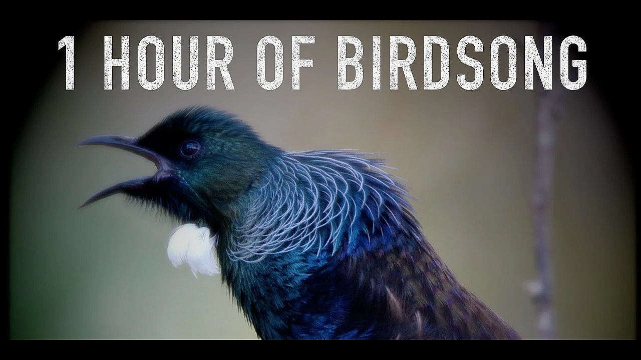 Dawn Chorus Birdsong Asmr Featuring Birds From New Zealand South Island