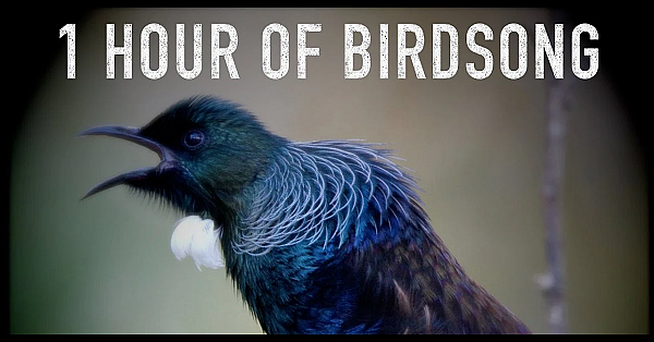 Dawn Chorus Birdsong Asmr Featuring Birds From New Zealand South Island