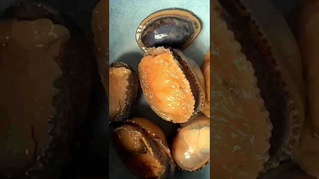 Sea Snail Catch N Cook Episode Out Now On Patreon