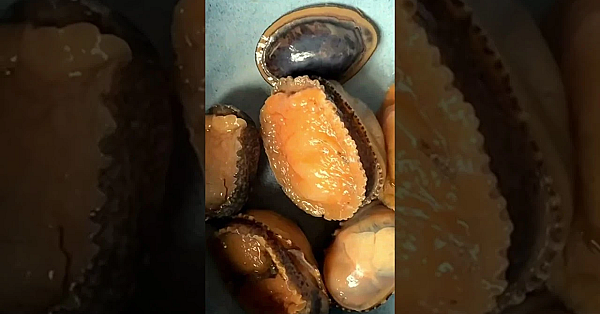 Sea Snail Catch N Cook Episode Out Now On Patreon