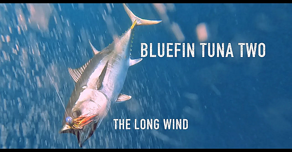 Bluefin Tuna Two - The Long Wind