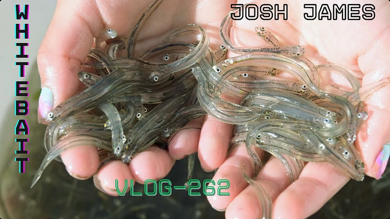Vlog 262 Whitebait And The 3 Little Birds Public