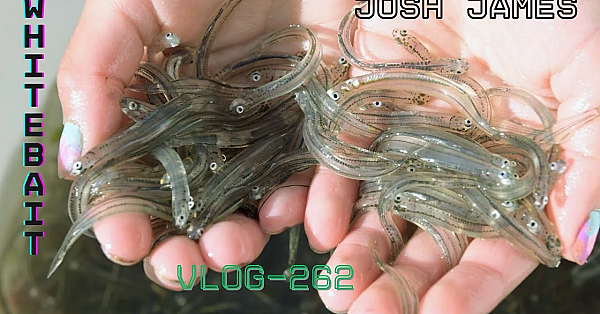 Vlog 262 Whitebait And The 3 Little Birds Public