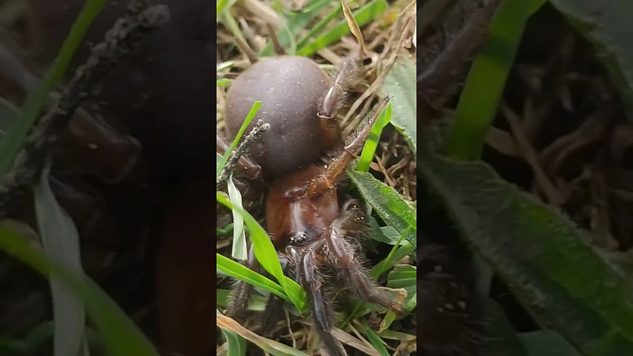 New Vlogs On Patreon, Couple Of Bucks A Week Gets You Access To Heaps Of Exclusive Content