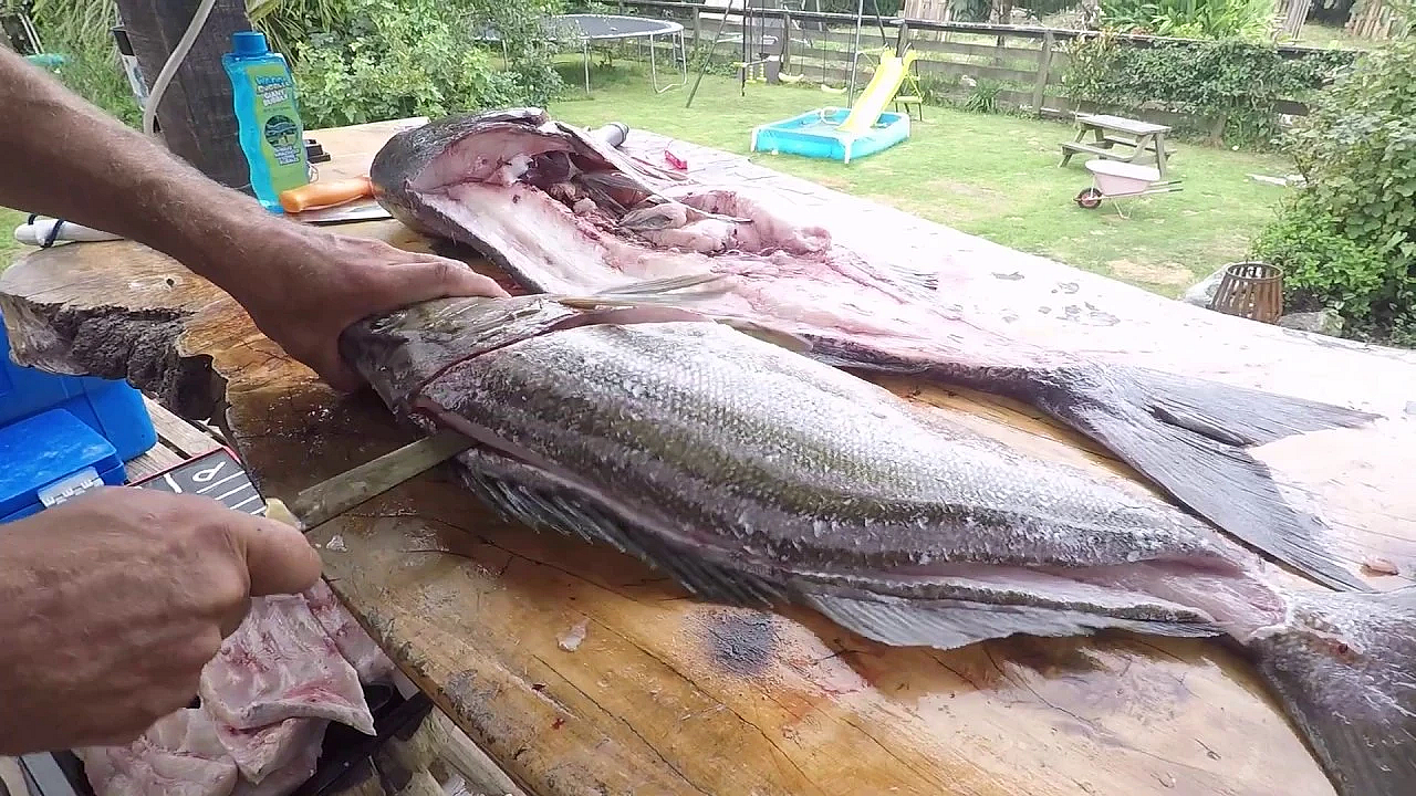How To Fillet Trumpeter Fish Fishing Nz With Josh James And Friends