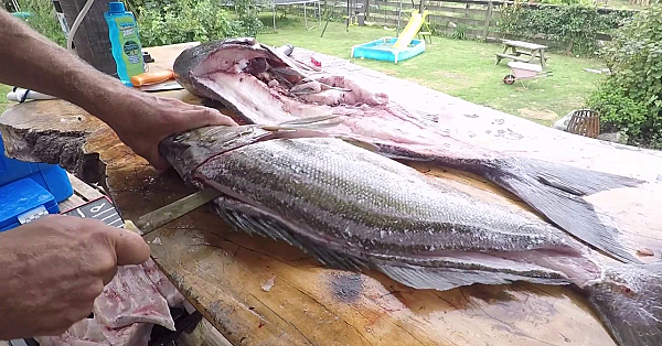 How To Fillet Trumpeter Fish Fishing Nz With Josh James And Friends