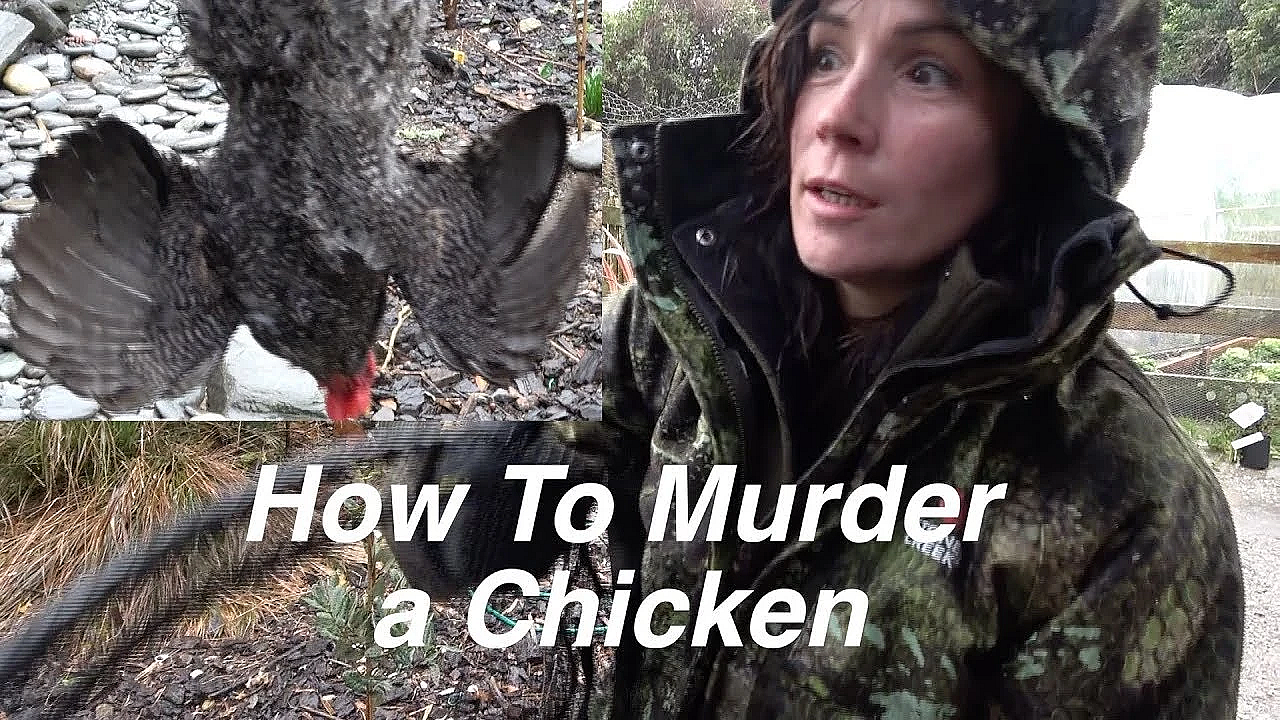 How To Harvest And Kill A Chicken Humanely And Easily