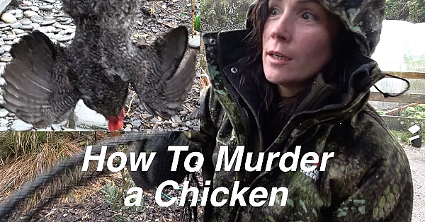 How To Harvest And Kill A Chicken Humanely And Easily