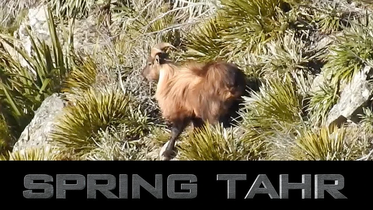 Spring Tahr Hunt On The East Coast