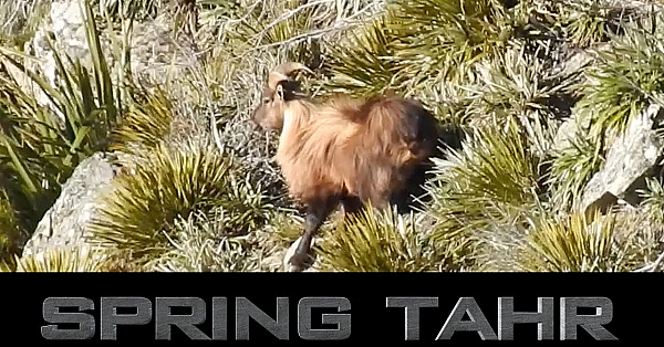 Spring Tahr Hunt On The East Coast