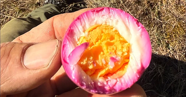 Pickled egg recipe, perfect for camping, hunting and fishing missions
