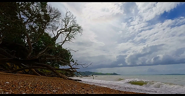 Asmr Relaxing Ocean Waves And New Zealand Native Birdsong Sounds Background Noise