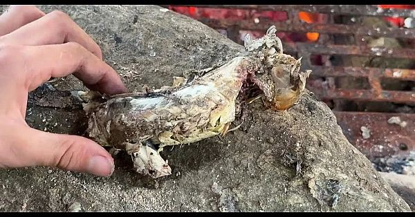 Cooking fish on the fire with the lads... a clip from VLOG 376 New Zealand Adventure VLOGS