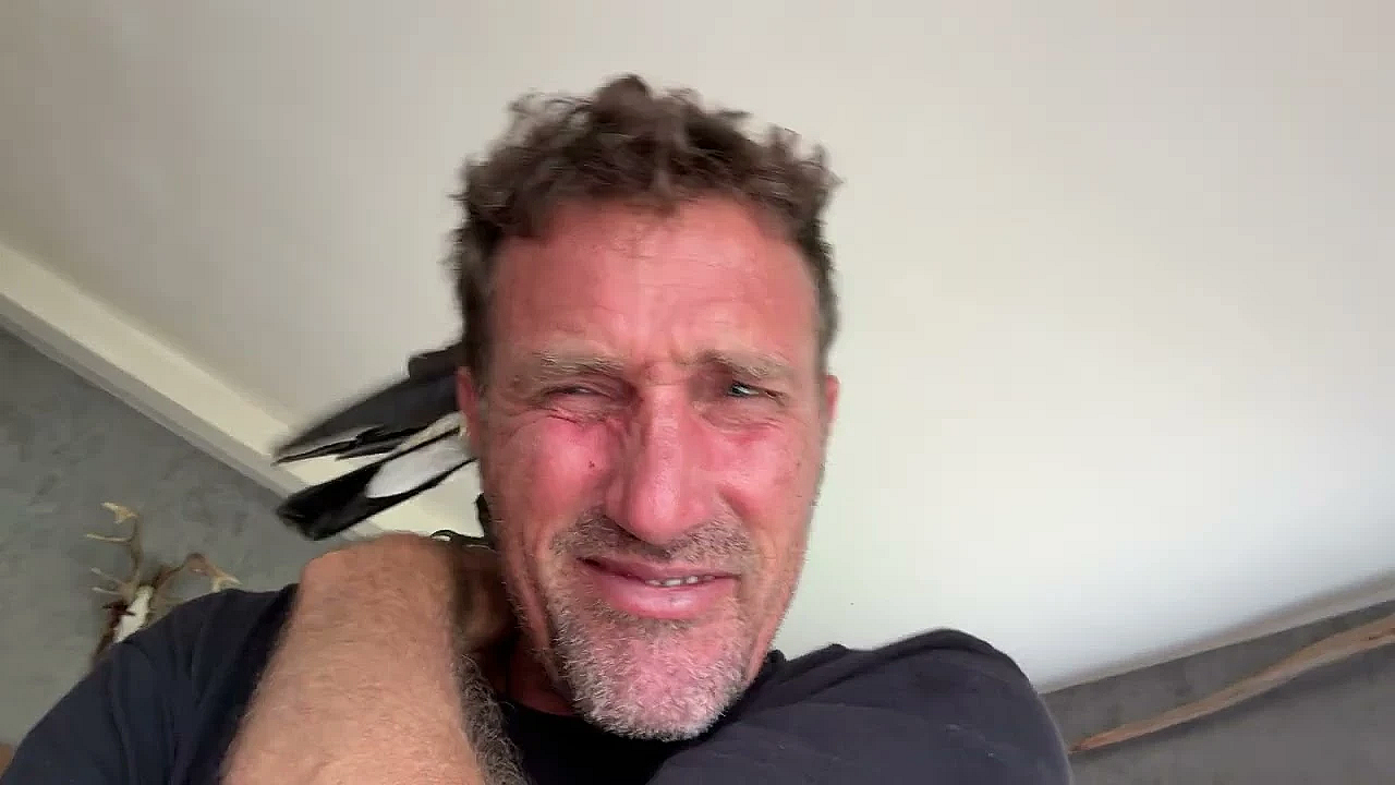 Magpie Not Happy, Wants To Fly Away Into The Wild