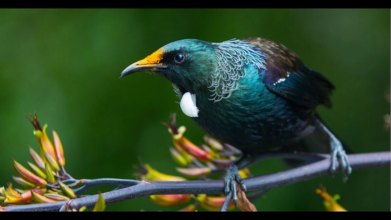 Native New Zealand Birdsong Asmr With Random Footage Of Fiordland And The West Coast - Dawn Chorus