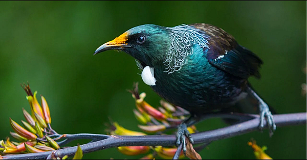 Native New Zealand Birdsong Asmr With Random Footage Of Fiordland And The West Coast - Dawn Chorus
