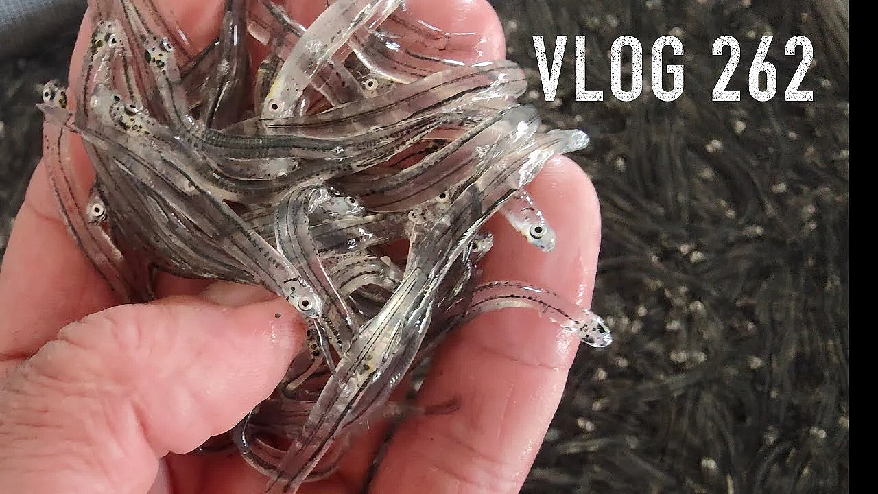 Josh James New Zealand Adventure Vlog 262 Cooking Whitebait Chips And The 3 Little Birds