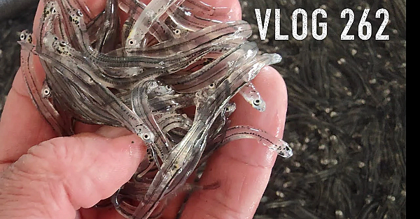 Josh James New Zealand Adventure Vlog 262 Cooking Whitebait Chips And The 3 Little Birds