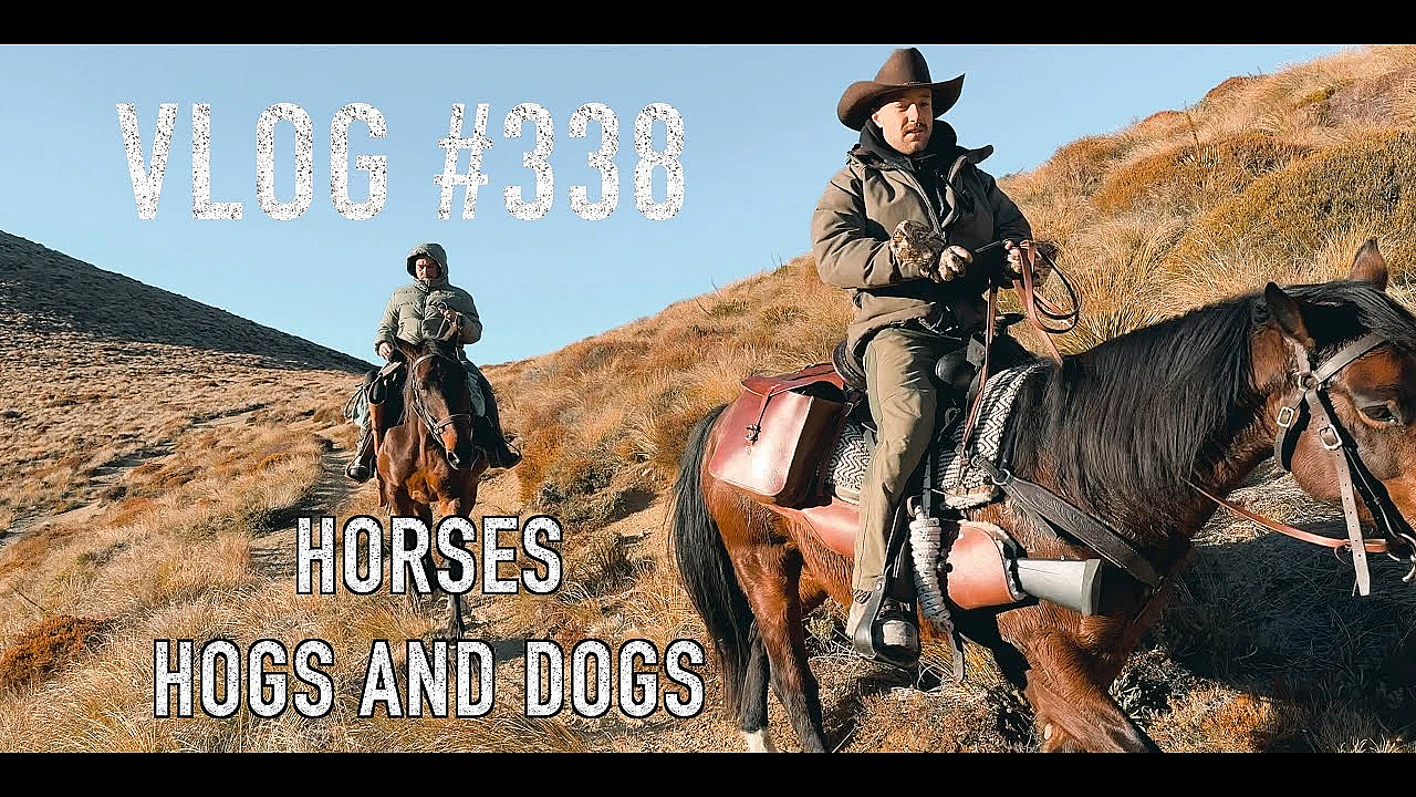 Horseback Hunting Hogs With Dogs With Mountain Horses Outfitters Hanmer Springs New Zealand