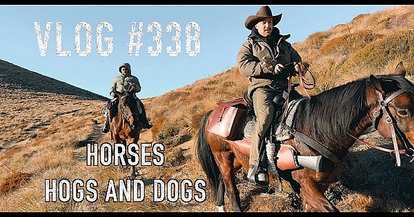 Horseback Hunting Hogs With Dogs With Mountain Horses Outfitters Hanmer Springs New Zealand