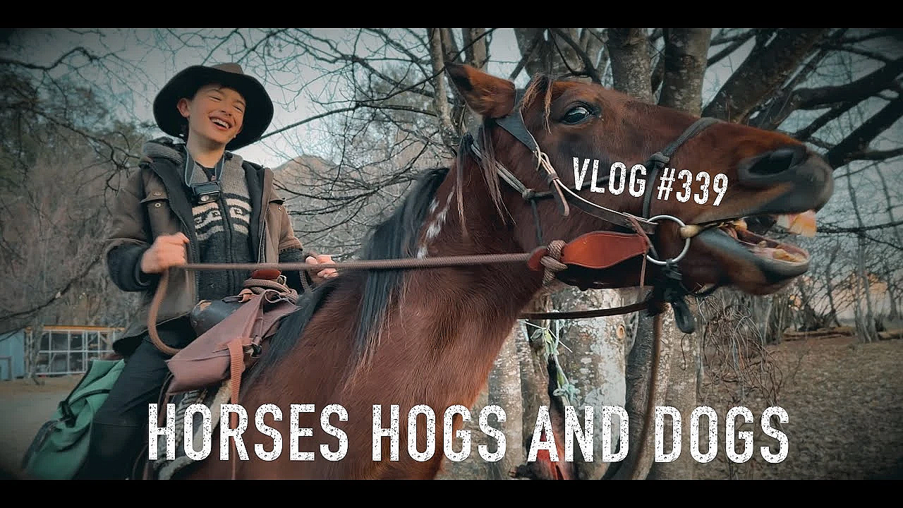 Horses Hogs And Dogs The Man With A Mule And Mountains And Camping With Josh James Kiwi Bushman Nz