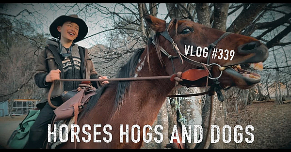 Horses Hogs And Dogs The Man With A Mule And Mountains And Camping With Josh James Kiwi Bushman Nz