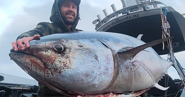 Bluefin Tuna Hokitika Trench With Josh James And Friends