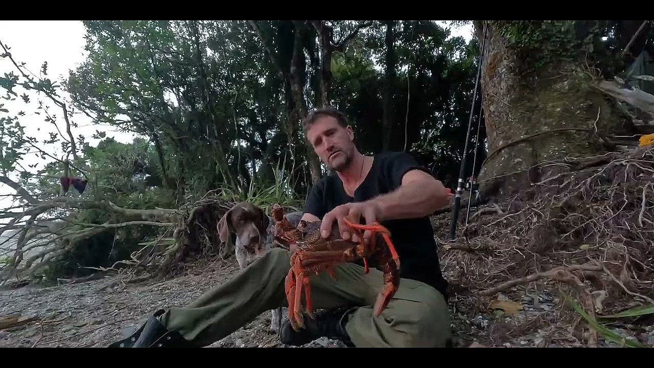 Crayfish Iki Using Its Feeler -