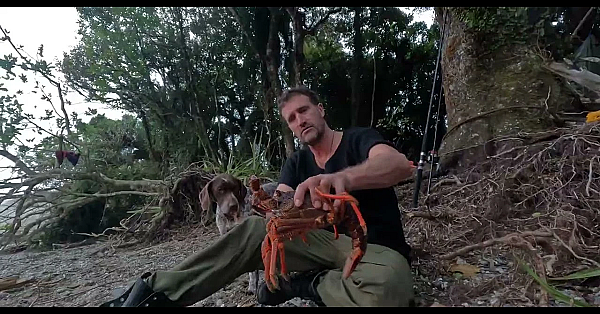 Crayfish Iki Using Its Feeler -