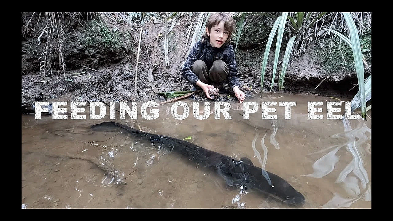 Feeding Our Pet Eels In The Creek In The Bush Out The Back With Sonny Jim And Josh James New Zealand