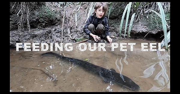 Feeding Our Pet Eels In The Creek In The Bush Out The Back With Sonny Jim And Josh James New Zealand