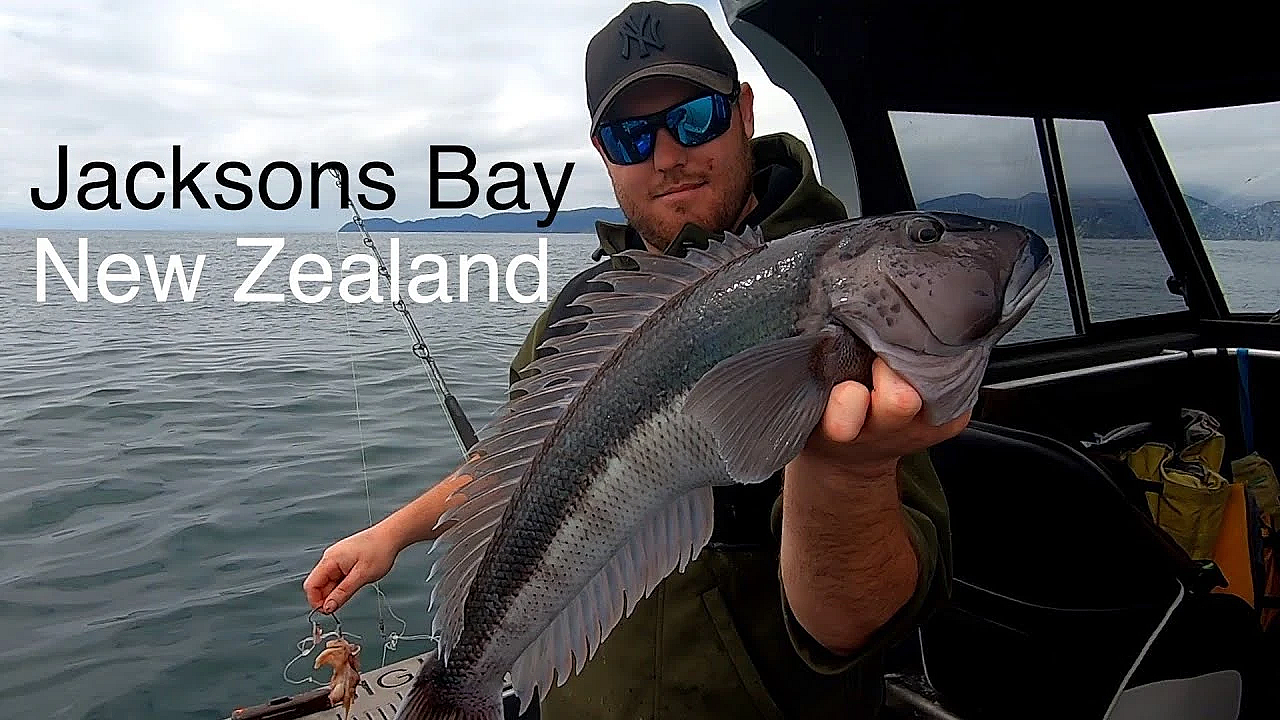 Jacksons Bay Vlog - Josh James - Jack And Josh - Bluenose - Tarakihi - Donkeys And Dogs Catch N Cook